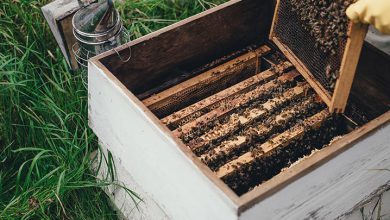 خرید بهترین عسل طبیعی از بهترین برندها +عسل طبیعی ایرانی