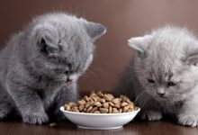 خرید و قیمت غذای گربه جوسرا، رویال و هپی کت