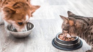 خرید ظرف غذای سگ و گربه در 7 مدل دوقلو و تکی خرید ظرف غذای سگ و گربه در 7 مدل دوقلو و تکی