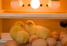 بهترین دستگاه جوجه کشی خانگی در ایران کدام است؟ (راهنمای خرید)