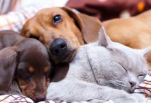 10 مدل جای خواب سگ و گربه برای حیوان خانگی شما