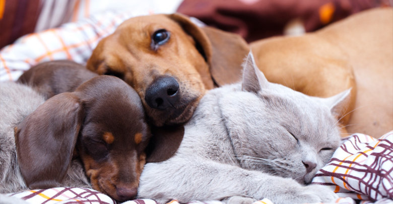 10 مدل جای خواب سگ و گربه برای حیوان خانگی شما